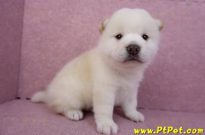 07/22白色柴犬公幼犬2號2