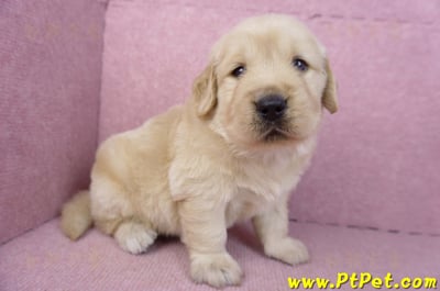 01/10黃金獵犬公幼犬2號1