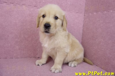 07/18黃金獵犬公幼犬5號(桃園龜山)7