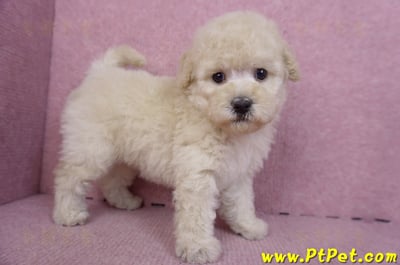 12/06奶油貴賓母幼犬1號(高雄)1