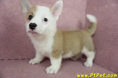 04/14雙色柯基犬母幼犬2號(屏東潮州)7