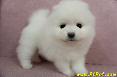 12/27迷你型松鼠白博美母幼犬(高雄三民)8