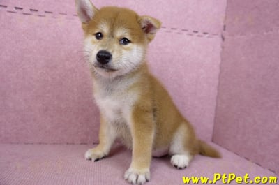 06/02赤色柴犬公幼犬(高雄林園)9