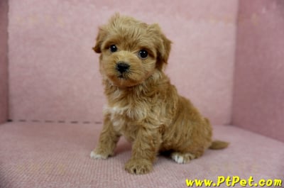 10/25玩具型紅色馬爾泰迪母幼犬(新北土城)12