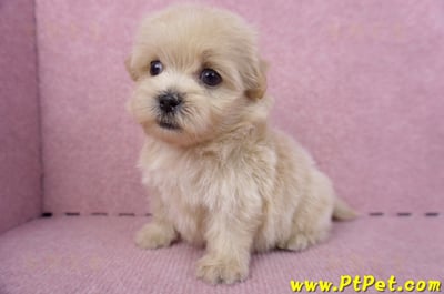 10/13馬爾泰迪公幼犬2號(高雄)11