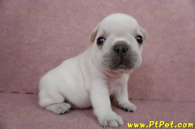 04/18奶白色法國鬥牛公幼犬3號(新竹竹東)3