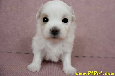 03/14白色馬爾泰迪母幼犬(屏東長治)3