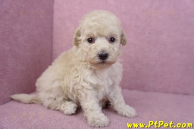 12/06玩具型奶油貴賓母幼犬1號4