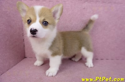 04/16雙色柯基犬母幼犬(桃園市)9