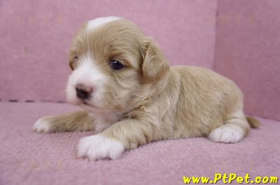 01/30馬爾泰迪公幼犬1號6