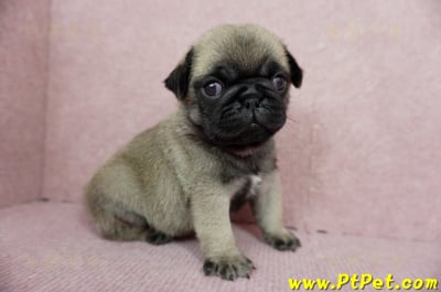 04/02巴哥公幼犬1號(桃園平鎮)4