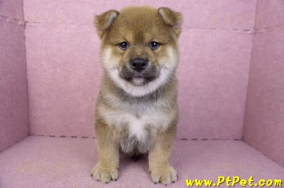 02/05赤色柴犬公幼犬(高雄仁武)1