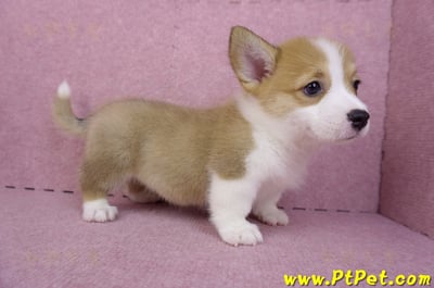 08/03雙色柯基犬母幼犬2號(屏東長治)4