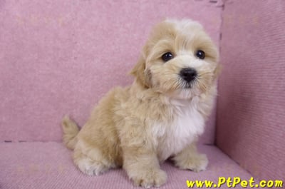 11/02馬爾泰迪母幼犬(新竹關西)8