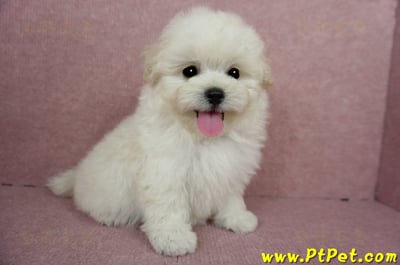 03/31奶油色馬爾泰迪母幼犬(桃園蘆竹)9