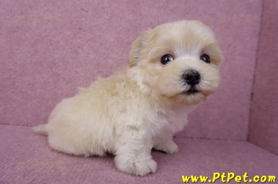 08/02奶油色馬爾泰迪公幼犬(桃園龍潭)9