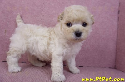 01/01泰迪比熊母幼犬4