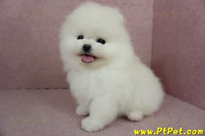 12/27迷你型松鼠白博美公幼犬(高雄前鎮)11