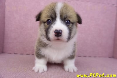 03/14雙色柯基犬母幼犬2號1