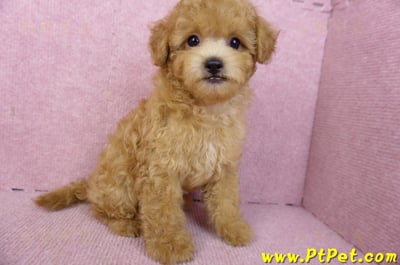 02/11奶油貴賓公幼犬6