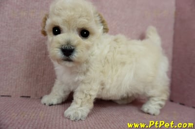 03/12泰迪比熊公幼犬4號(桃園市)8