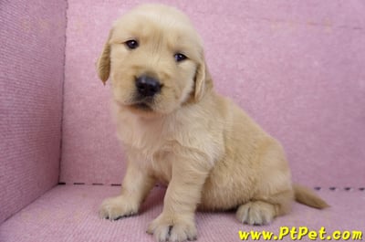 07/18黃金獵犬公幼犬7號(台北中山)10