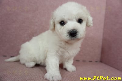 05/22比熊犬公幼犬3號(屏東鹽埔)5