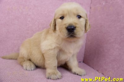 07/18黃金獵犬公幼犬7號(台北中山)6