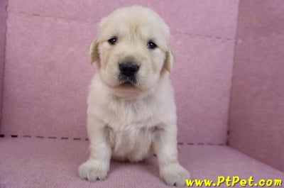 11/14黃金獵犬母幼犬2號(新竹)2