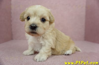 02/14奶油色馬爾泰迪母幼犬(花蓮吉安)6