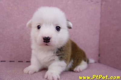 11/02雙色柯基犬公幼犬3號(高雄林園)7