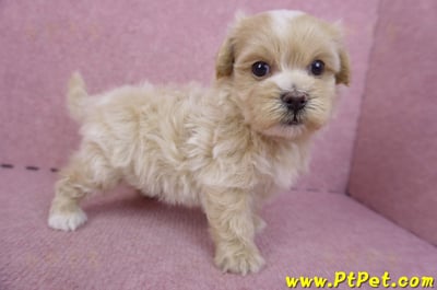 04/18馬爾泰迪 I 公幼犬7