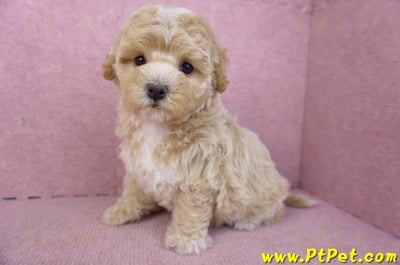 02/18泰迪比熊母幼犬3號(屏東市)11