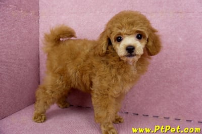 05/22迷你型紅貴賓母幼犬(屏東高樹)5