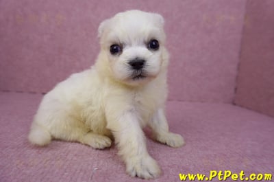 03/20馬爾濟斯公幼犬1號3