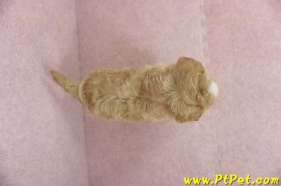 02/14奶油色馬爾泰迪 II 公幼犬(花蓮市)13