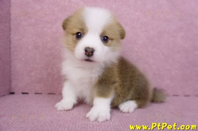 07/09雙色柯基犬母幼犬8