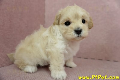 2/23奶油色馬爾泰迪公幼犬(屏東市)6