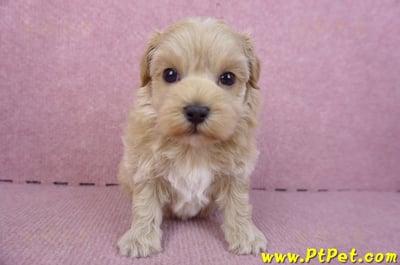 12/10馬爾泰迪母幼犬1