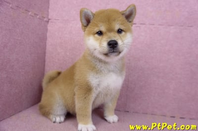 02/06赤色柴犬母幼犬(新竹東區)5