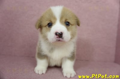 04/13雙色柯基犬公幼犬1號(高雄美濃)1