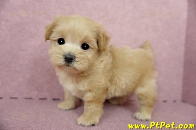 04/23奶油色馬爾泰迪公幼犬3號(台東卑南)7