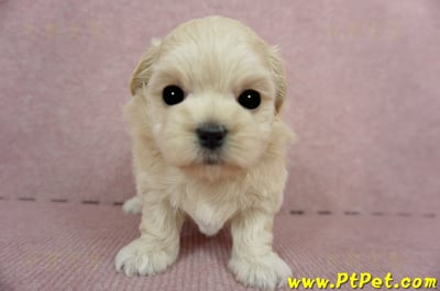 03/21奶油色馬爾泰迪 II 母幼犬1號(新竹市)1