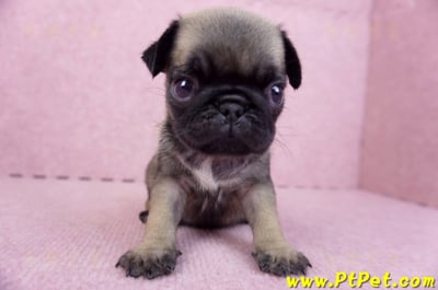 09/08巴哥母幼犬2號(桃園楊梅)4