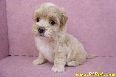 08/06奶油色馬爾泰迪母幼犬2號(高雄鳳山)8