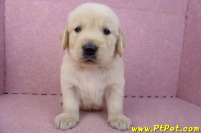 07/18黃金獵犬公幼犬6號(桃園平鎮)3