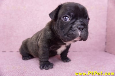 03/21虎斑色法國鬥牛公幼犬5