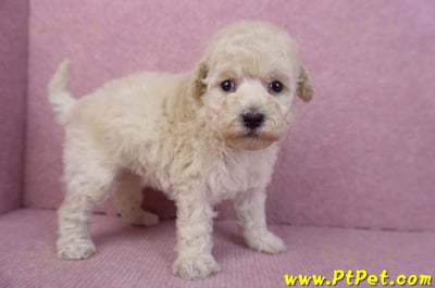 12/06玩具型奶油貴賓母幼犬1號3