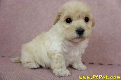 03/12泰迪比熊公幼犬2號(新竹香山)4