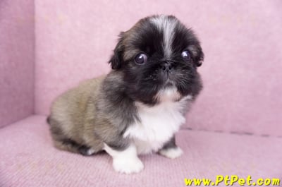 12/17棕色北京狗公幼犬(高雄左營)3